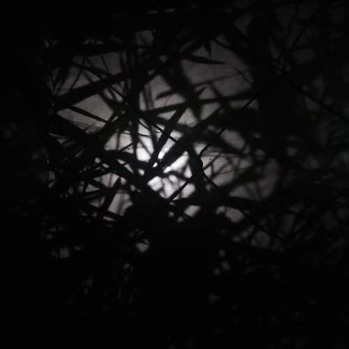 Black leaves of bamboo