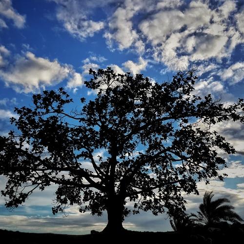 Silhouette of the soul