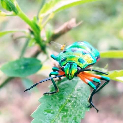 Bug on bug
