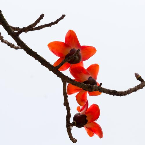 Red flowers.