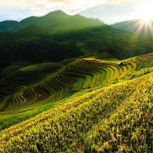 Rice terraced fields