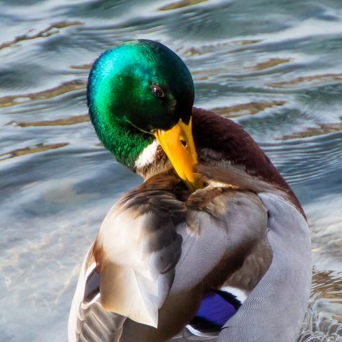 The Duck