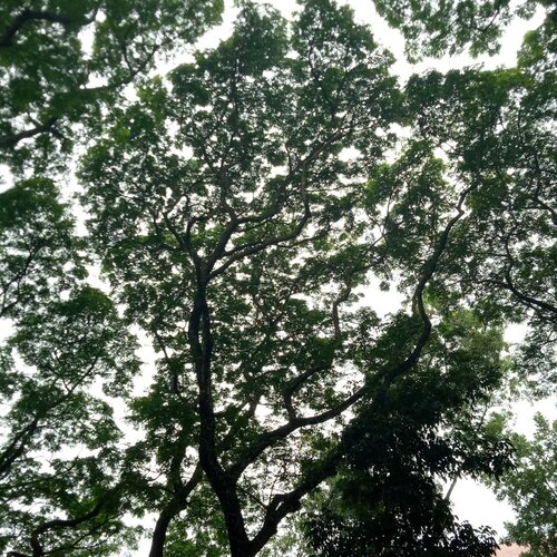 Canopy