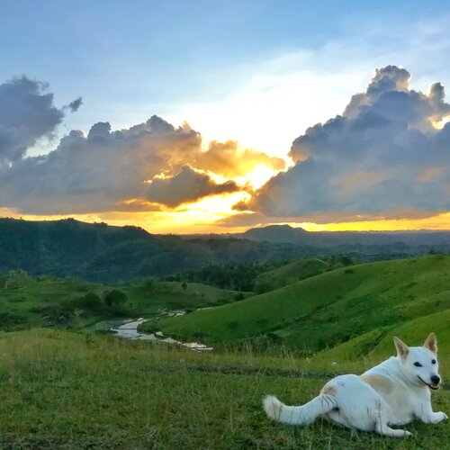 Sunset Dog