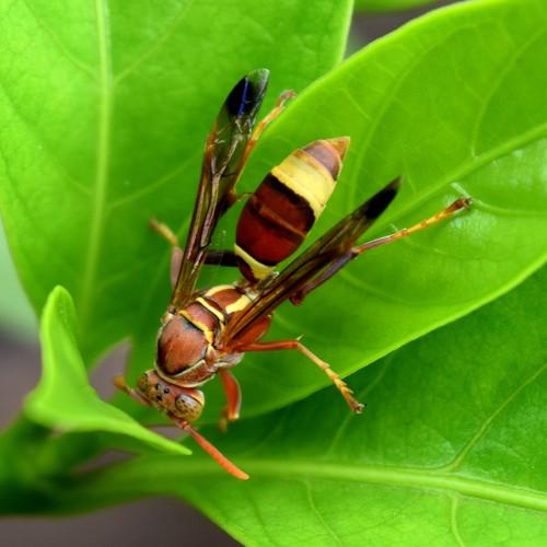 Colourful Insect