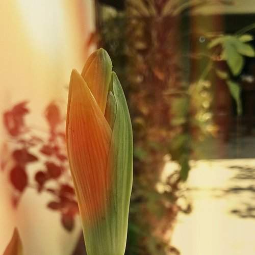 Lily.