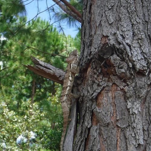 Cameleon