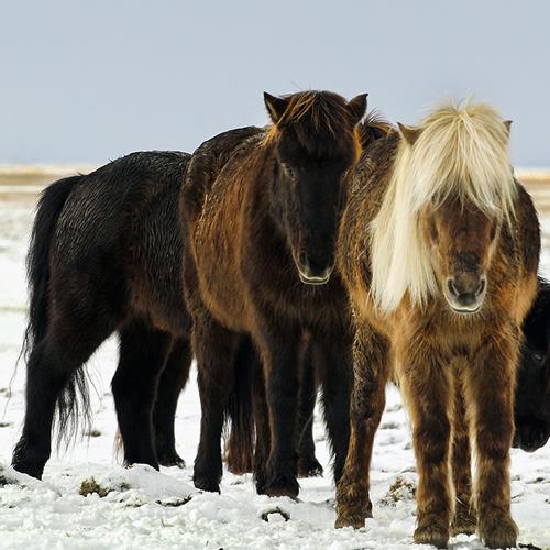 Pony tales
