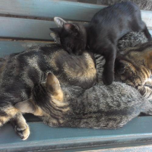 Photo #2300032