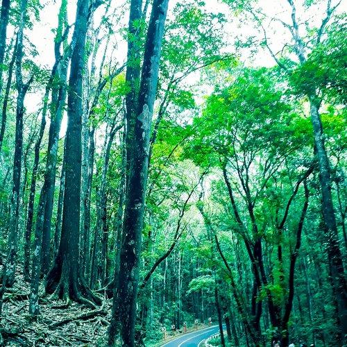 The Man Made forest