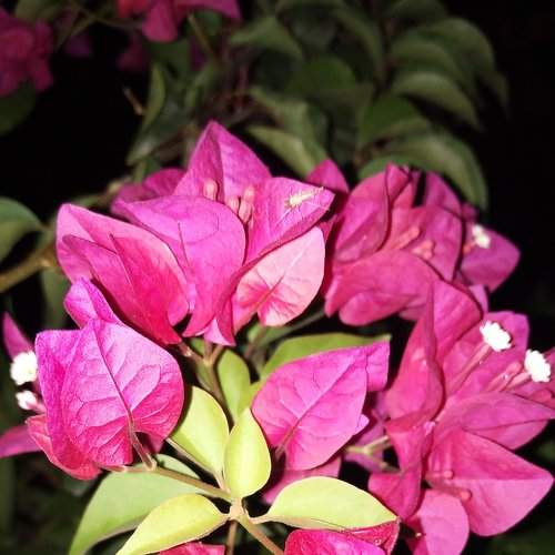 Color flower in night