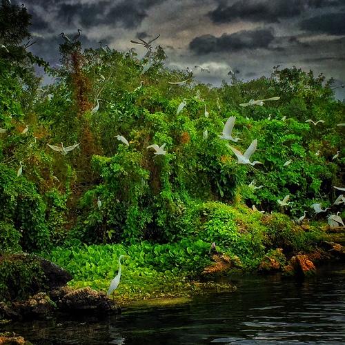 "Birds sanctuary"