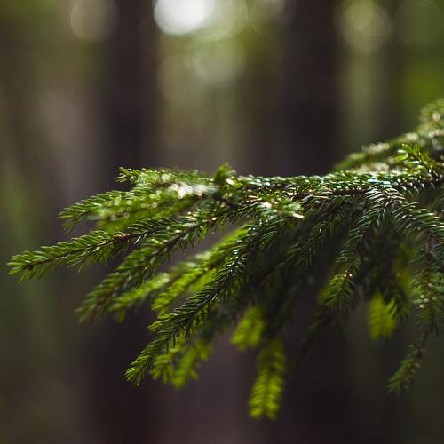 Photo #2307450