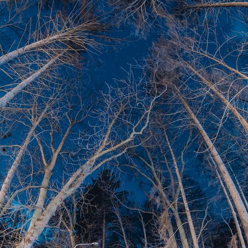 Photo #2308657