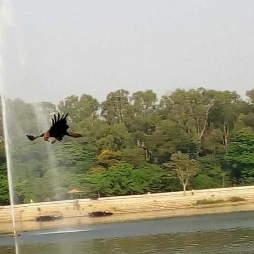 The flight