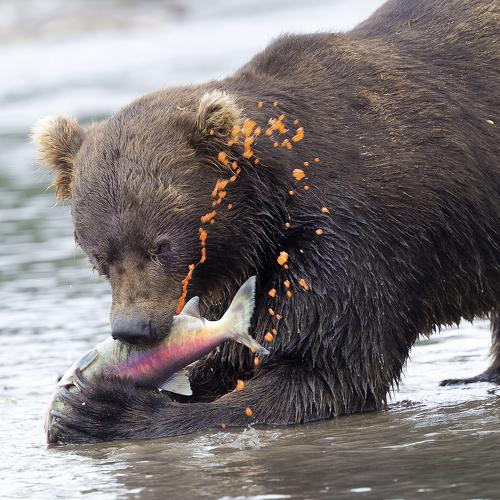 Bear with a caviar of Salmon eggs