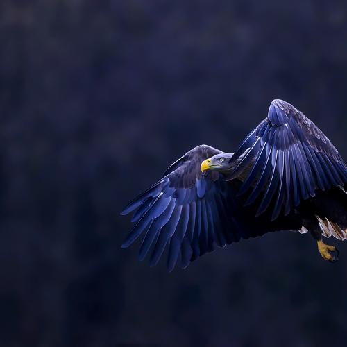 White-Tailed Eagle