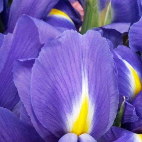Iris