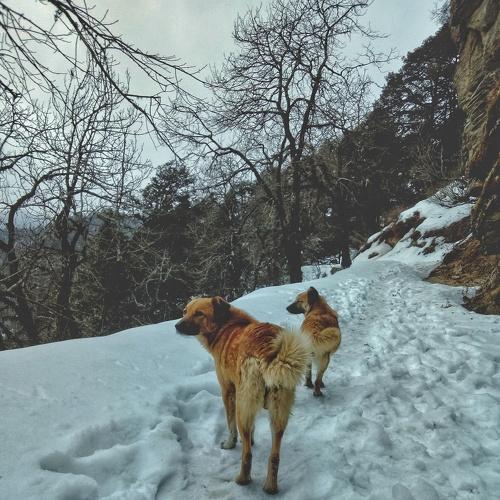 Dogs in mountains