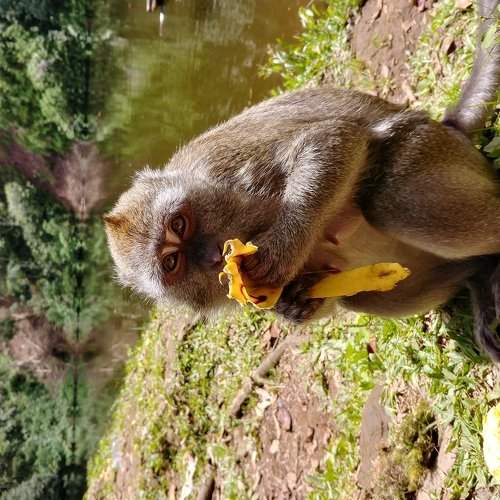 Monkey and Banana