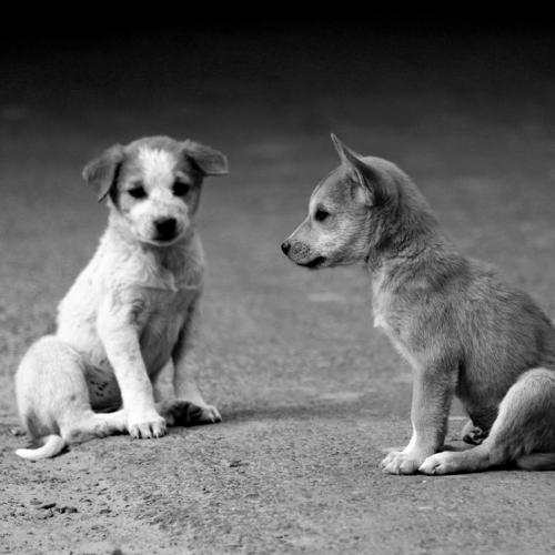 Dog Photography