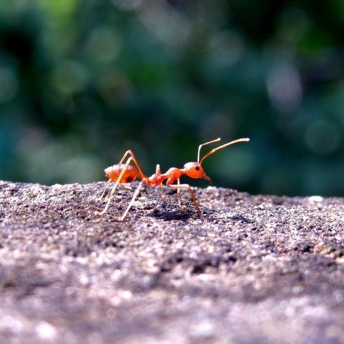 A Ant