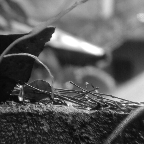 After the rain..