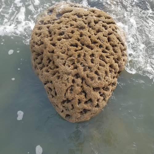 Brain of stone