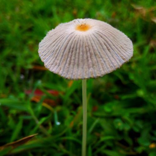 MASHROOM