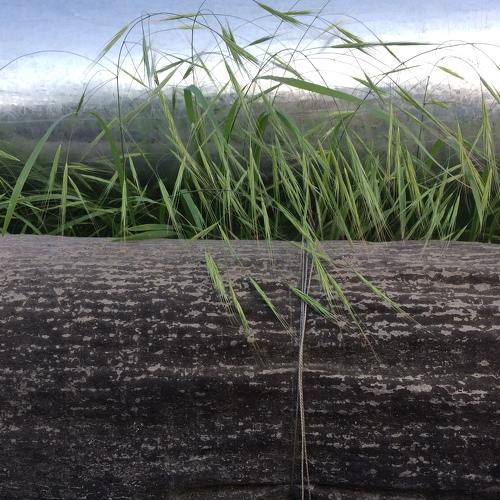 Brave grass