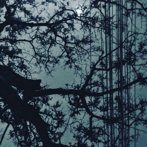 Lost in the Moonlight
