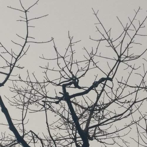 lifeless beauty