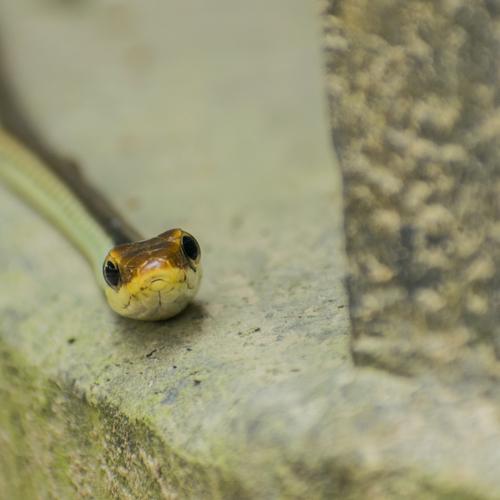 Common Bronzeback Tree Snake, Dendrelaphis tristis, Harmless.