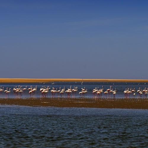 Flamingos Baia dos Tigres. Angola