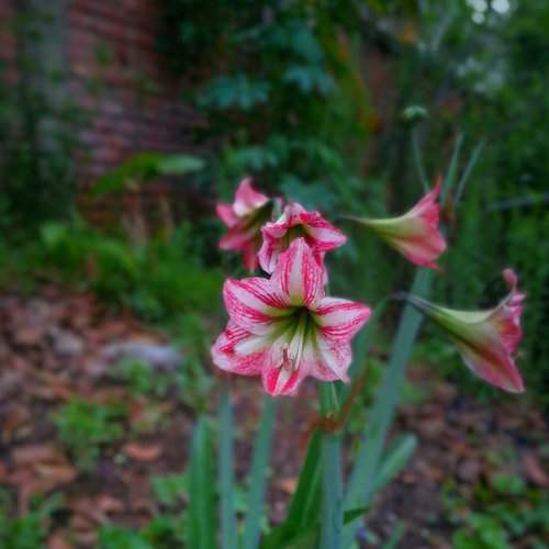 Flowers in my house