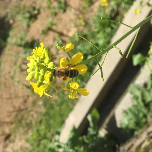 Busy bee
