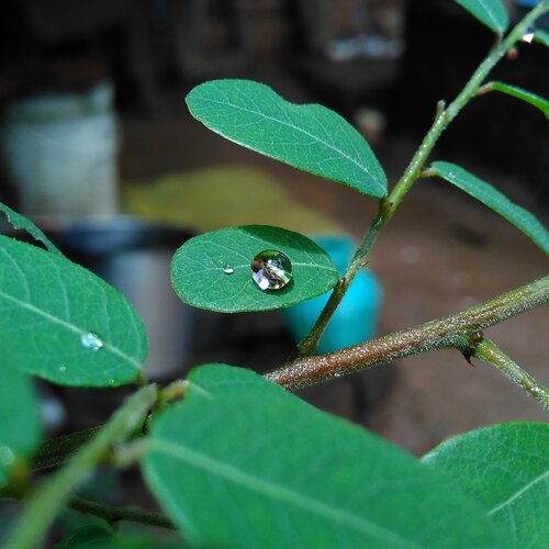 A drop of life...