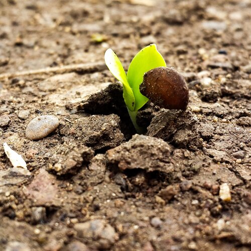 Baby plant