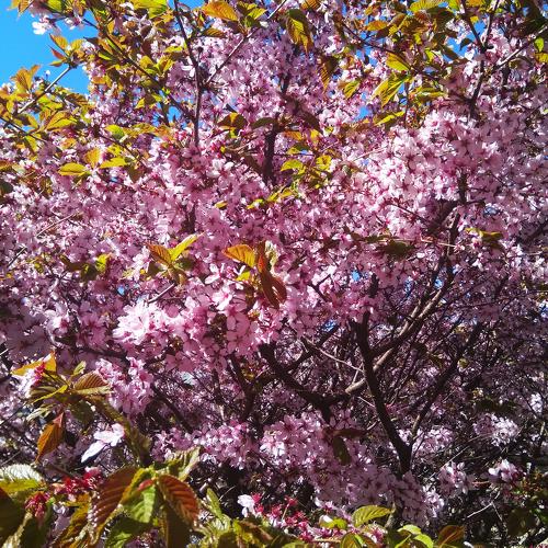Сакура桜