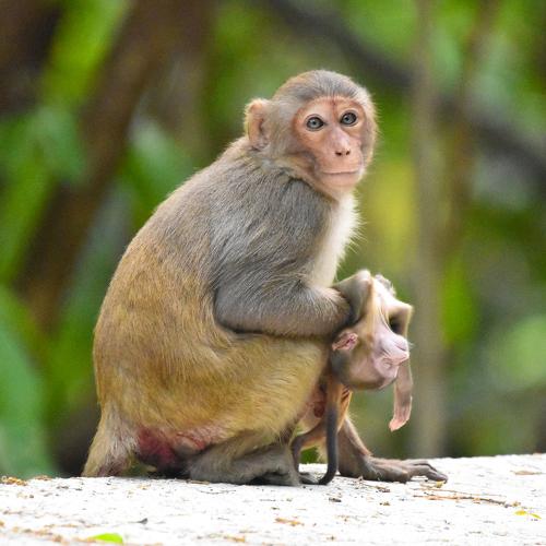 Mother's love