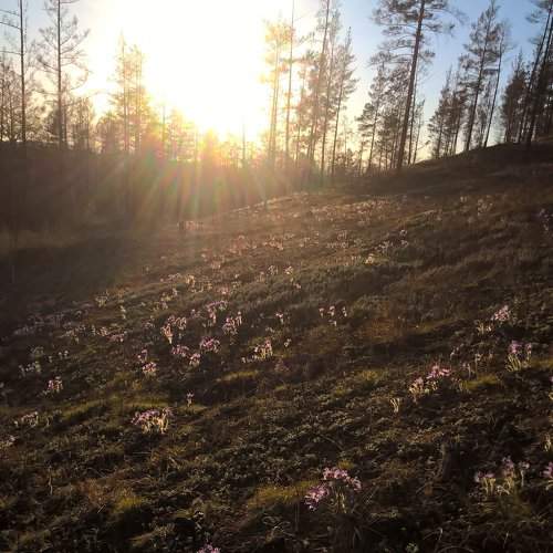 подснежники