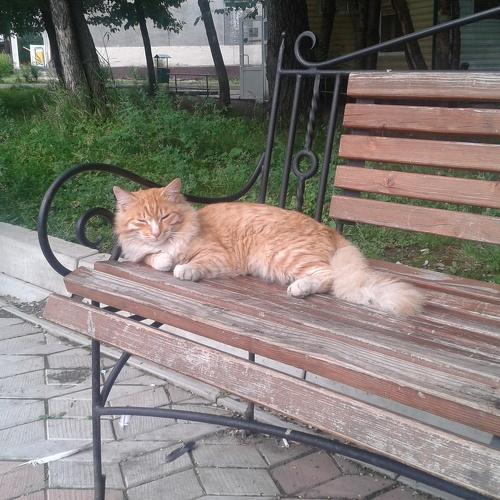 Кот и лавка