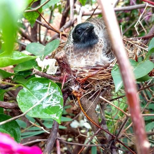 mother bird