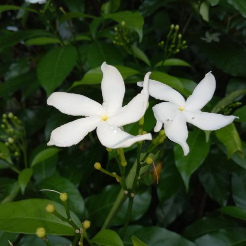 White love