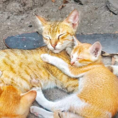 Cat with his mother