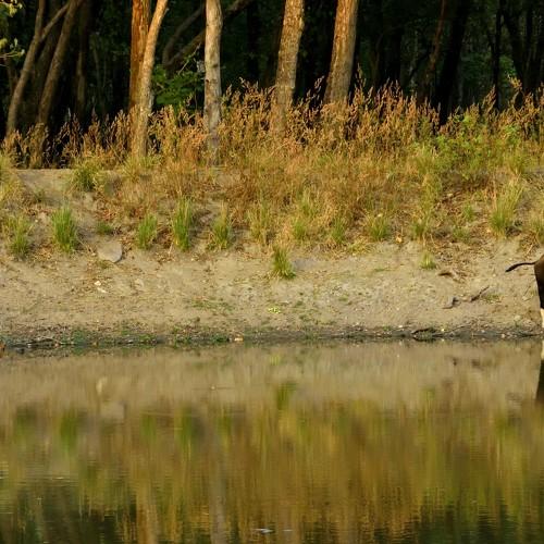 The Tiger and the Gaur.