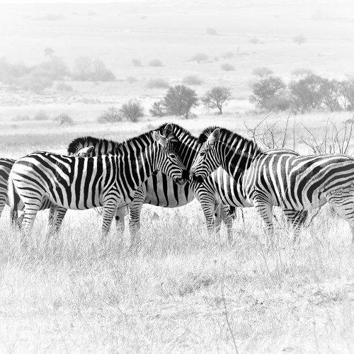 Special Zebra family photo time