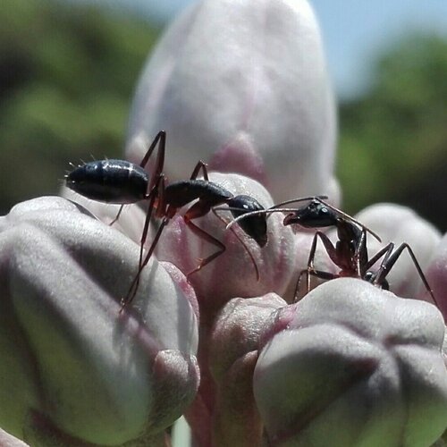 Loving Ant