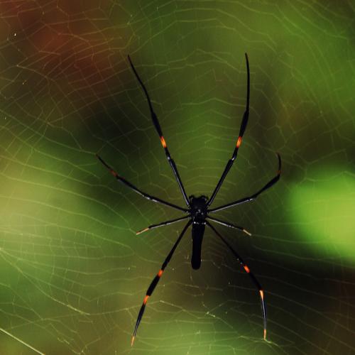 The Spider Web