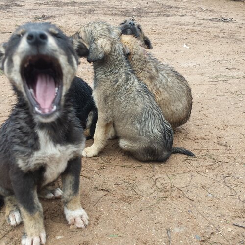 Sleepy Puppy Wakes Up By Rain